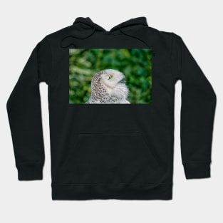 Head of snowy owl Hoodie